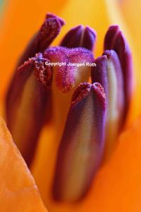  Monday Photo Tip - Draw Attention to your Main Photograpy Subject 